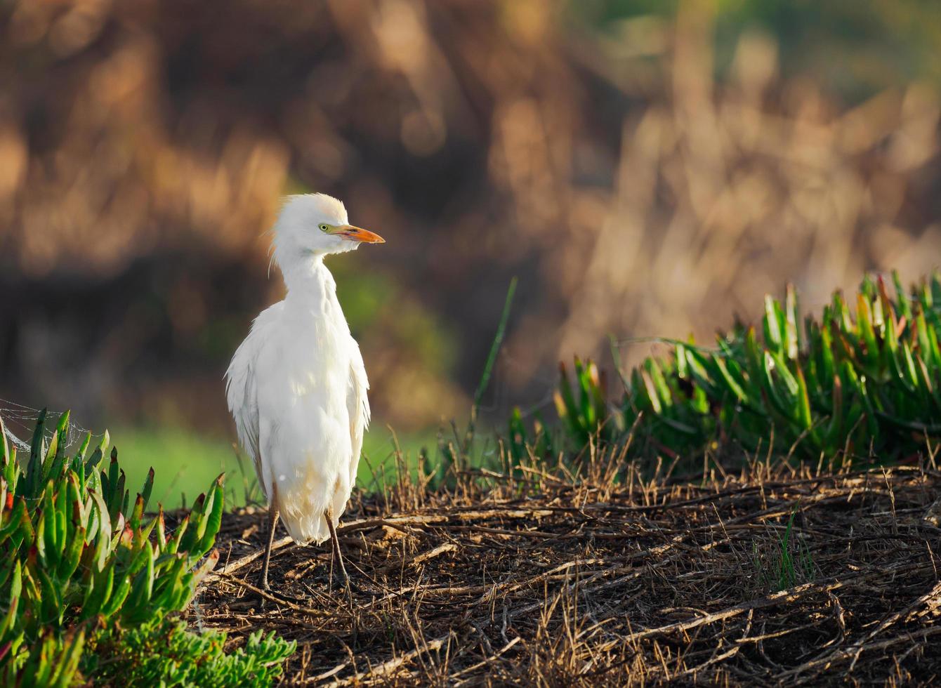 selectieve focus van tussenreiger foto