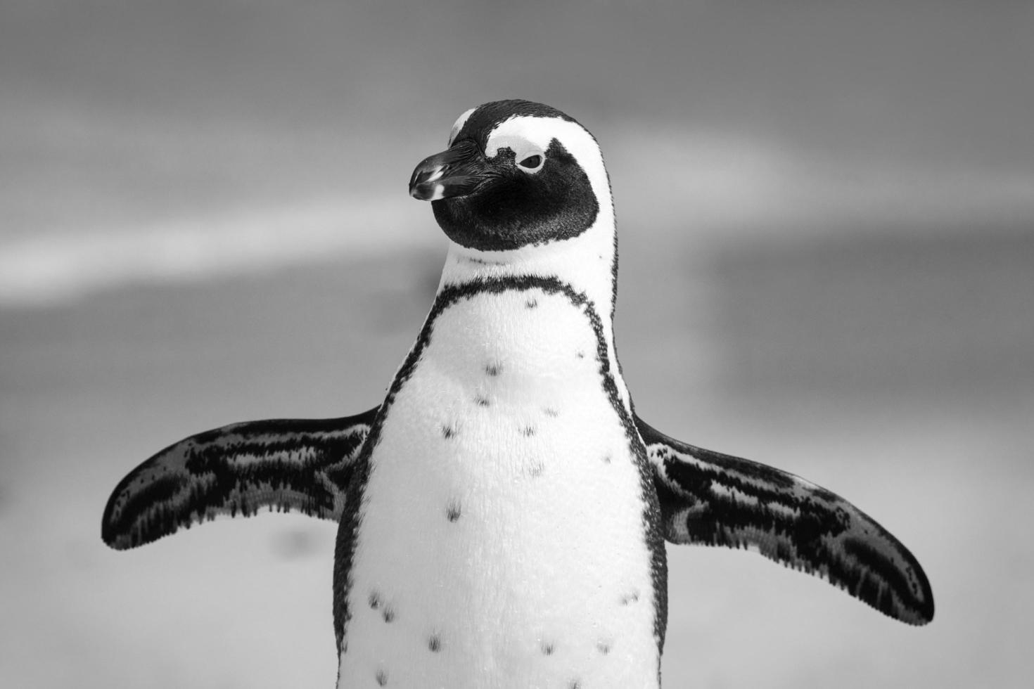 grijswaardenfoto van pinguïn foto