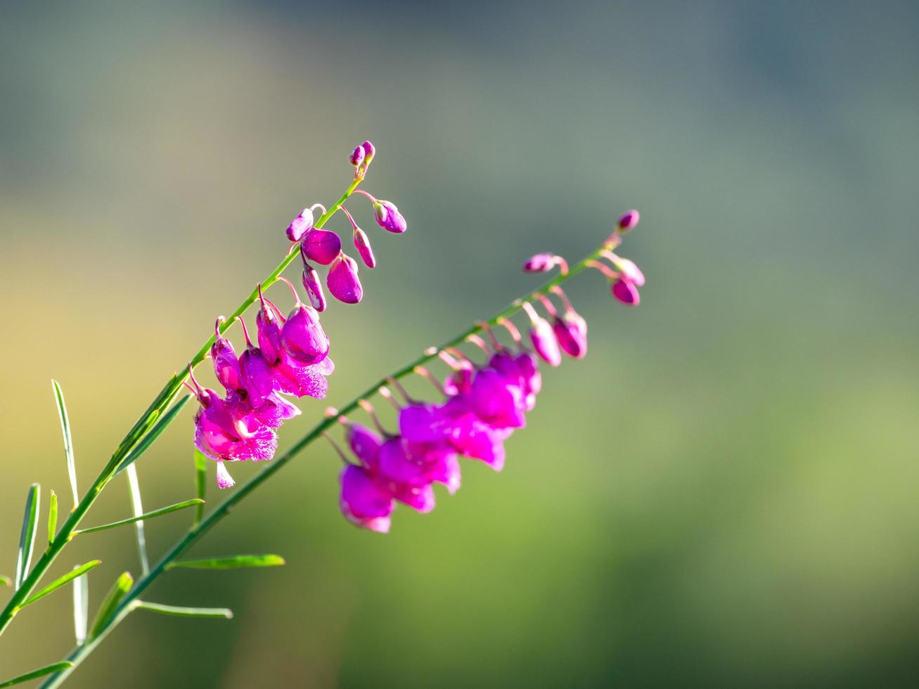 close-up pf roze bloemen foto