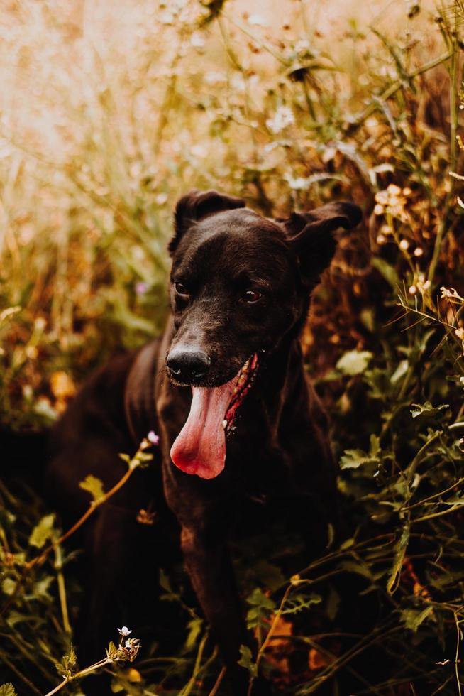 jonge zwarte hond in veld foto