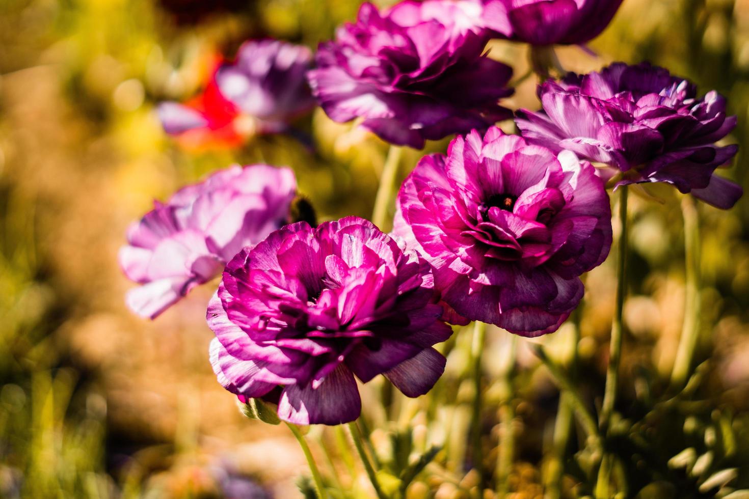 paarse bloemen in de zon foto