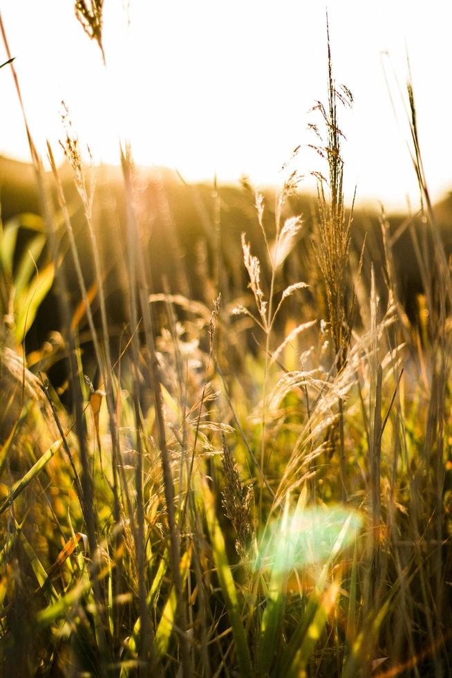 tarweveld met zonnestralen foto