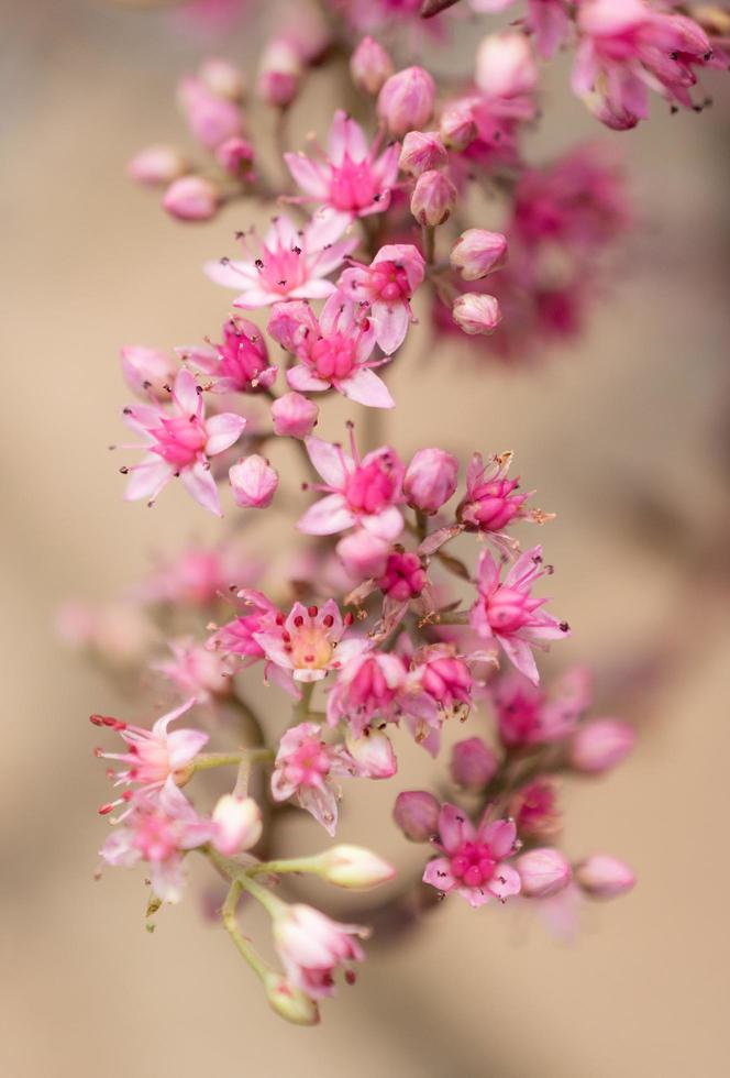 roze kroontjeskruid bloemen foto