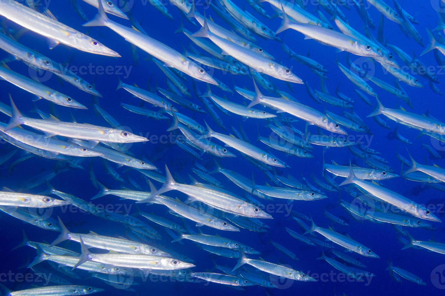 barracuda vis onderwater- foto