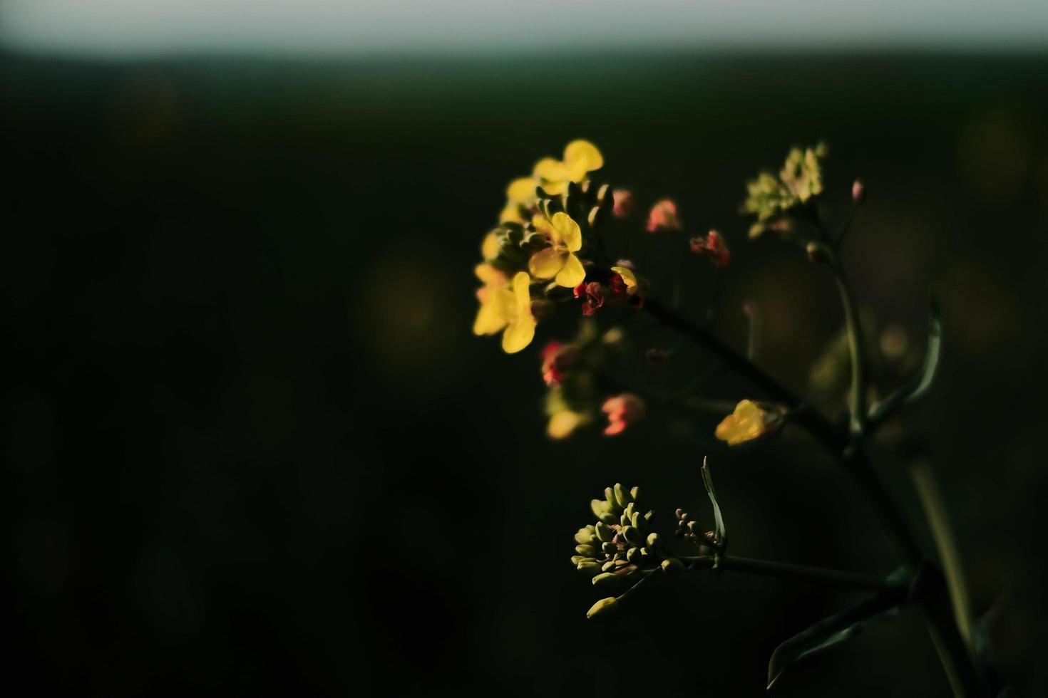 gele bloemen bij weinig licht foto