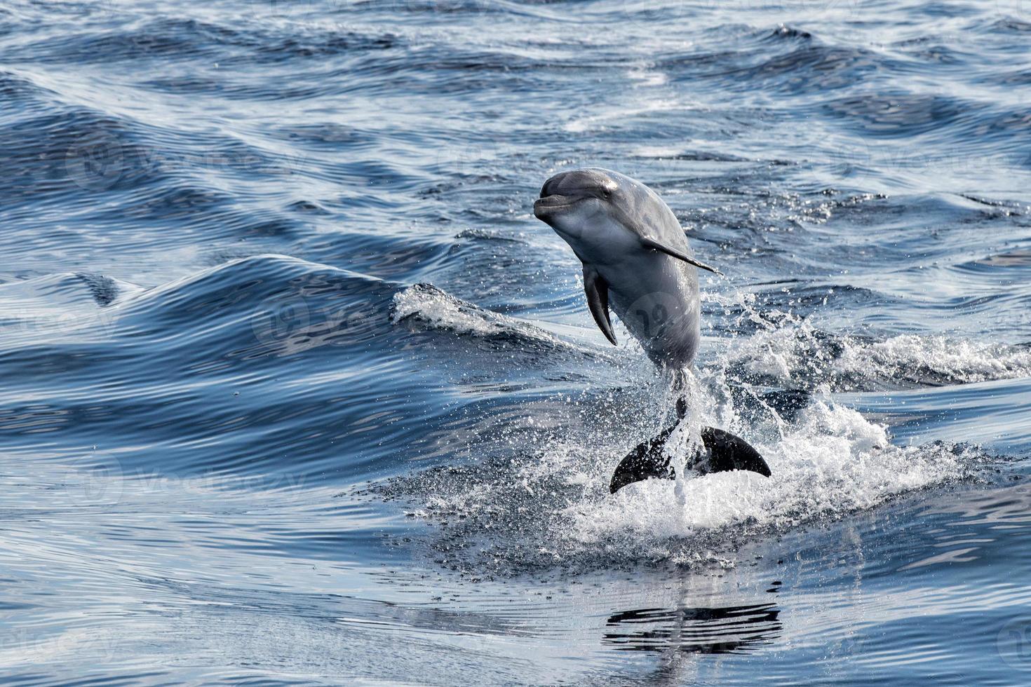 gemeenschappelijk dolfijn jumping buiten de oceaan foto