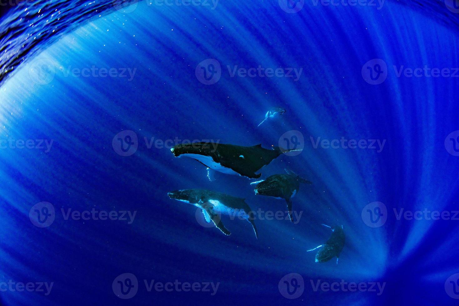 gebochelde walvis familie onderwater- in moorea Frans Polynesië foto