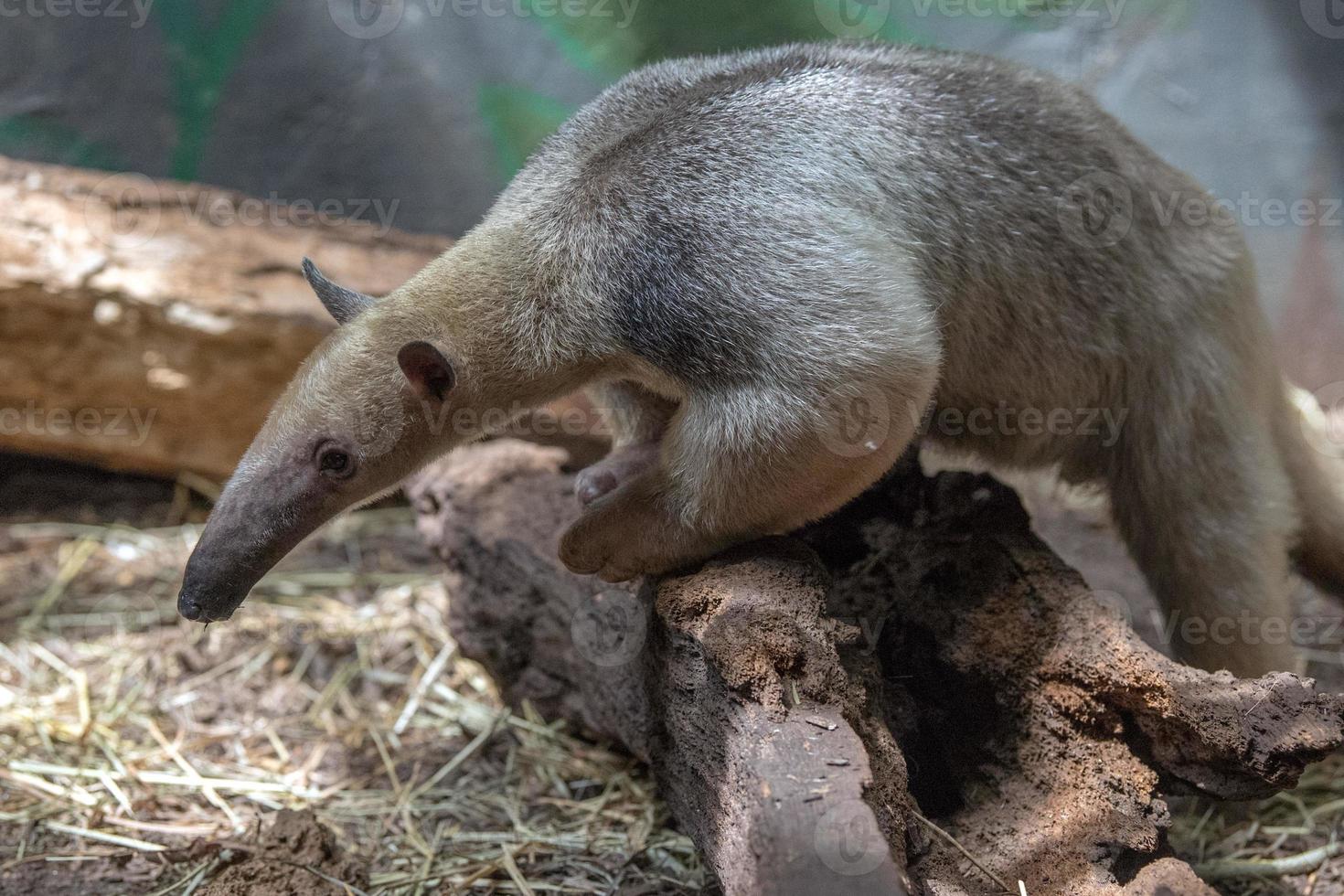 zuidelijk tamandua zuiden Amerika Woud mier beer foto