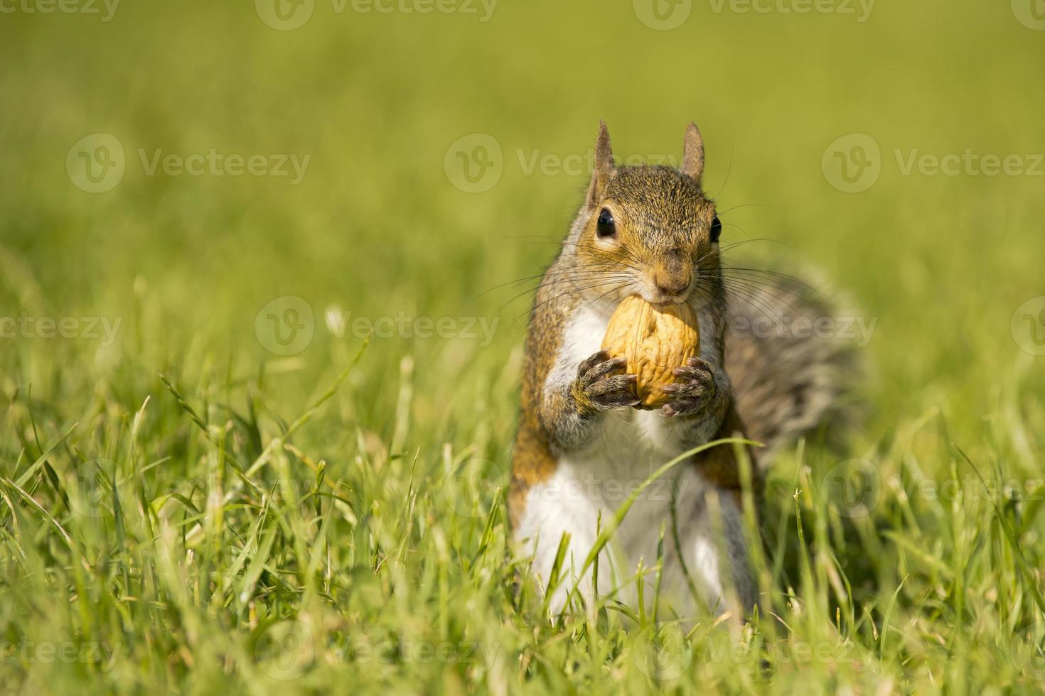 een grijs eekhoorn op zoek Bij u terwijl Holding een noot foto