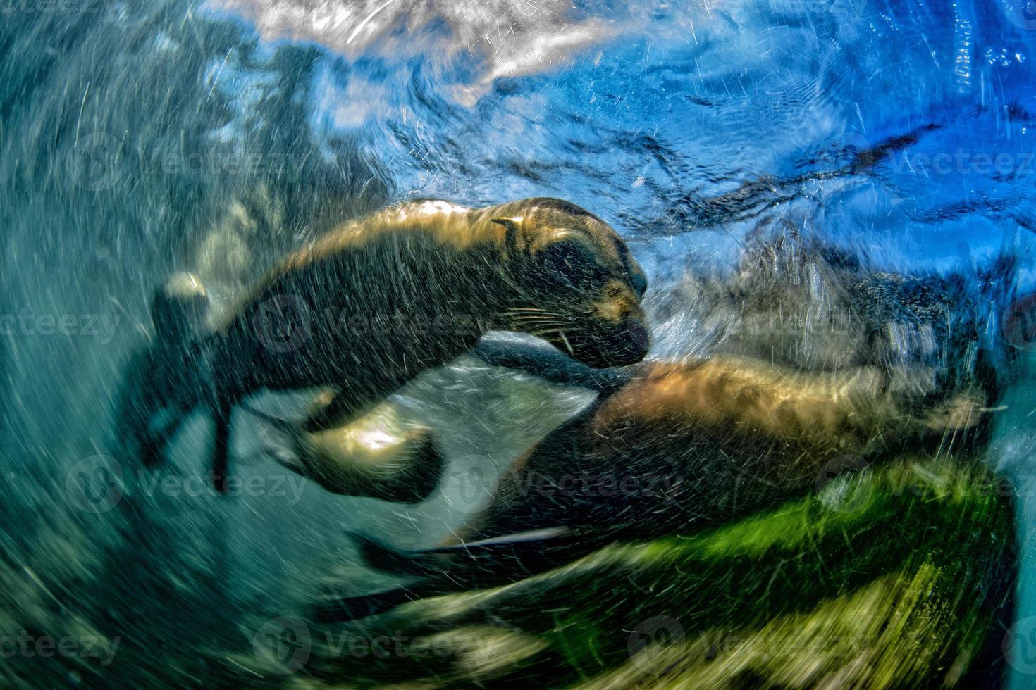 Actie effect schilderachtig zegel Californisch zee leeuw komt eraan naar u foto