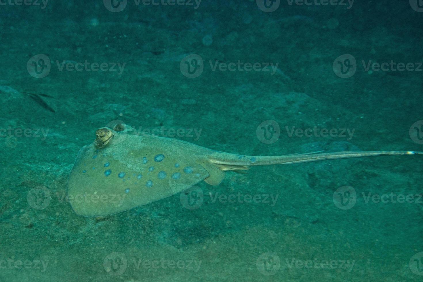 blauw gevlekte straal dichtbij omhoog ogen detail in sipadan, Borneo, Maleisië foto