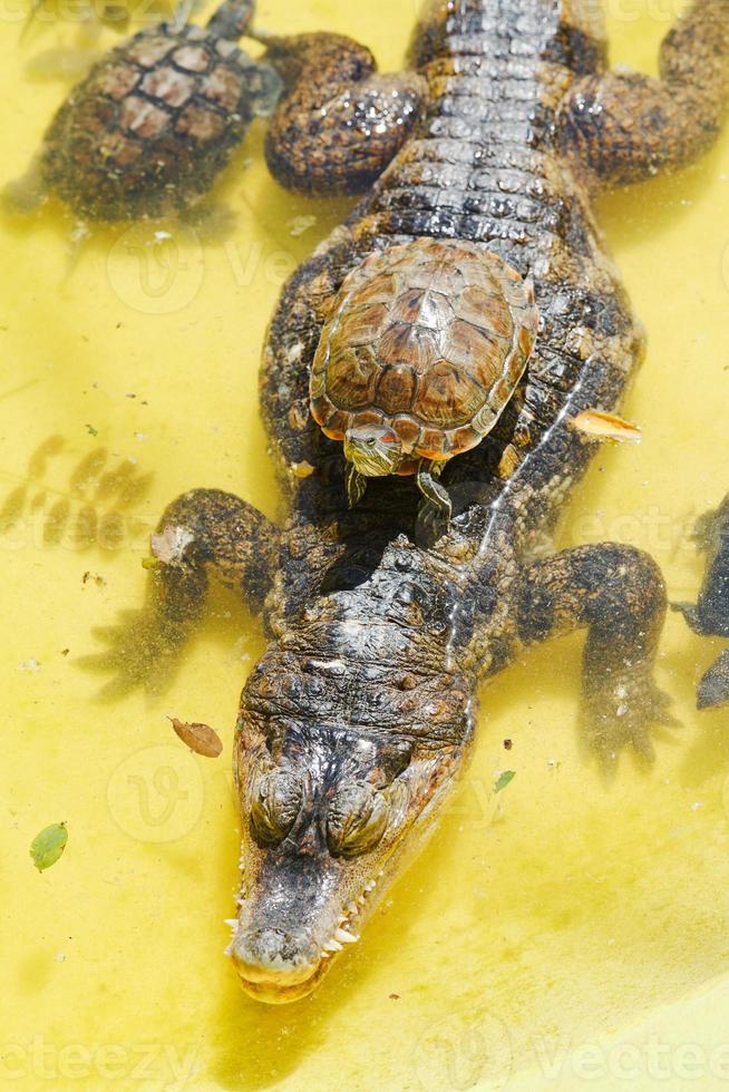 roodwang schuif schildpad over- alligator foto