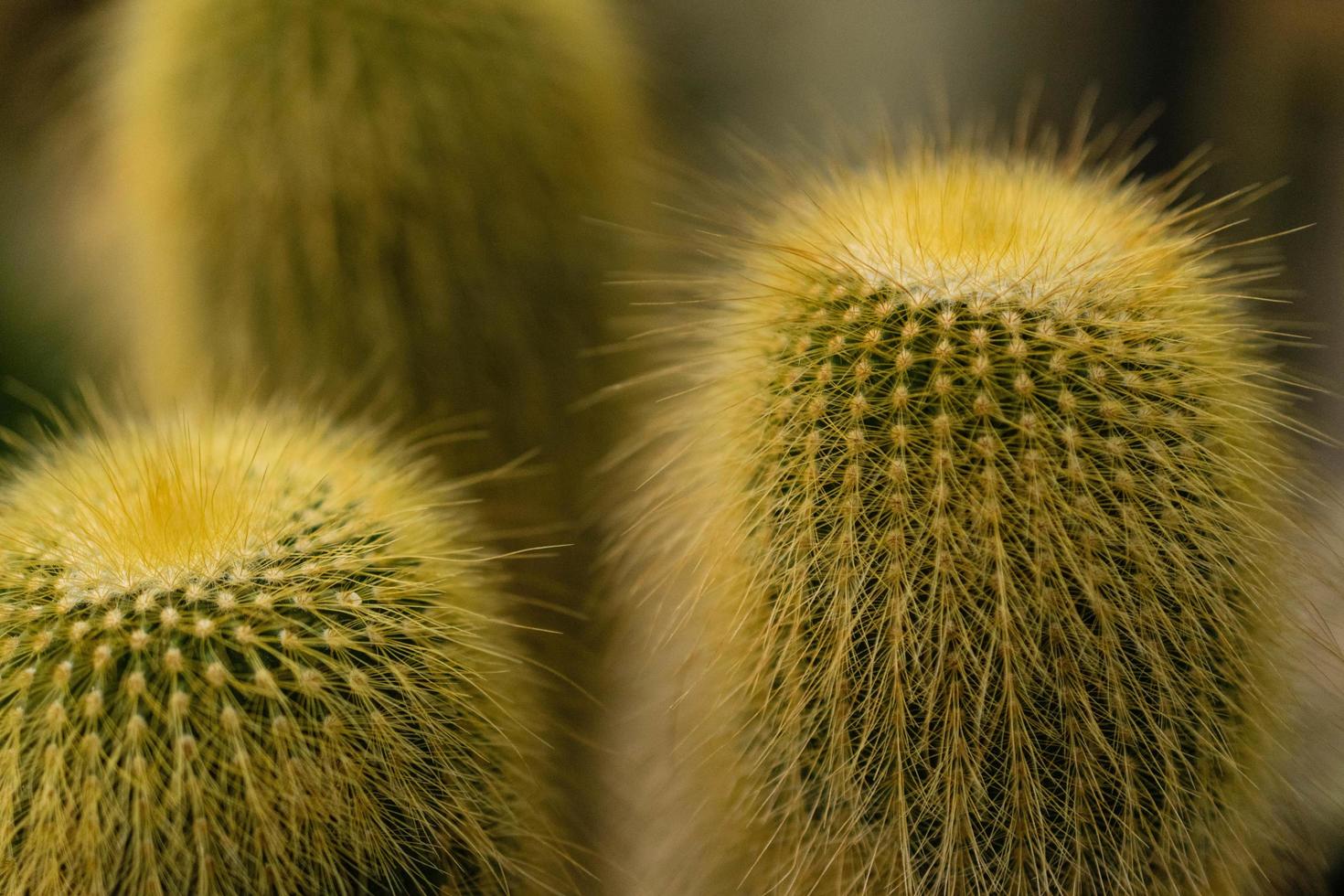groene cactusplant foto