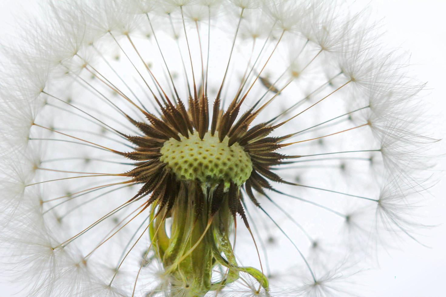 macro-weergave van binnenkant van witte paardebloem foto