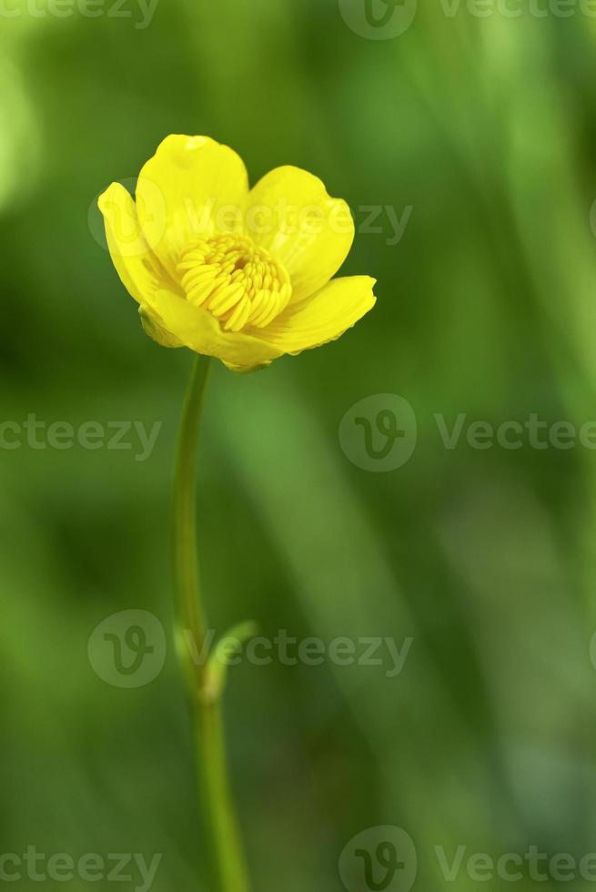 klein bloem boterbloem foto