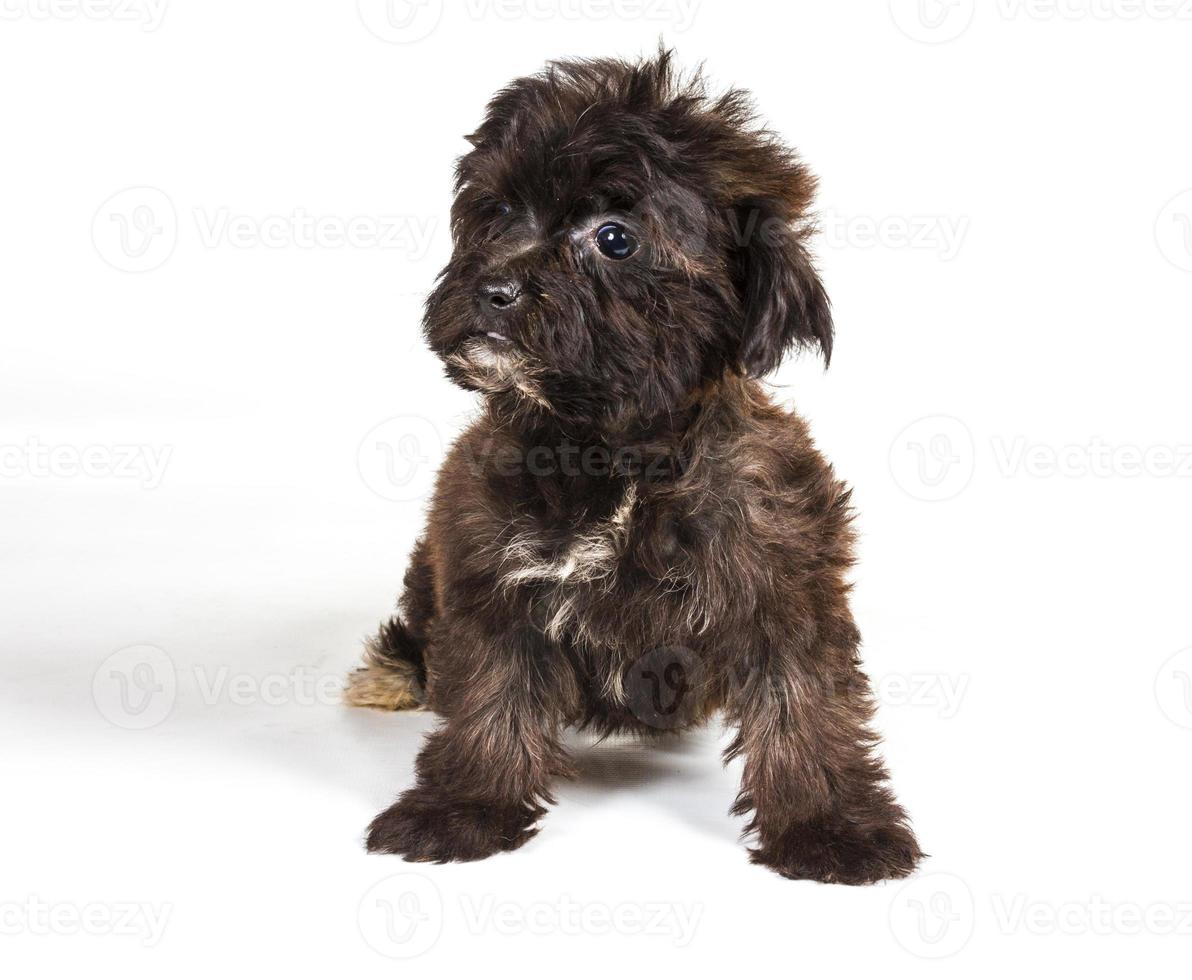 puppy yorkshire terrier op de witte achtergrond foto