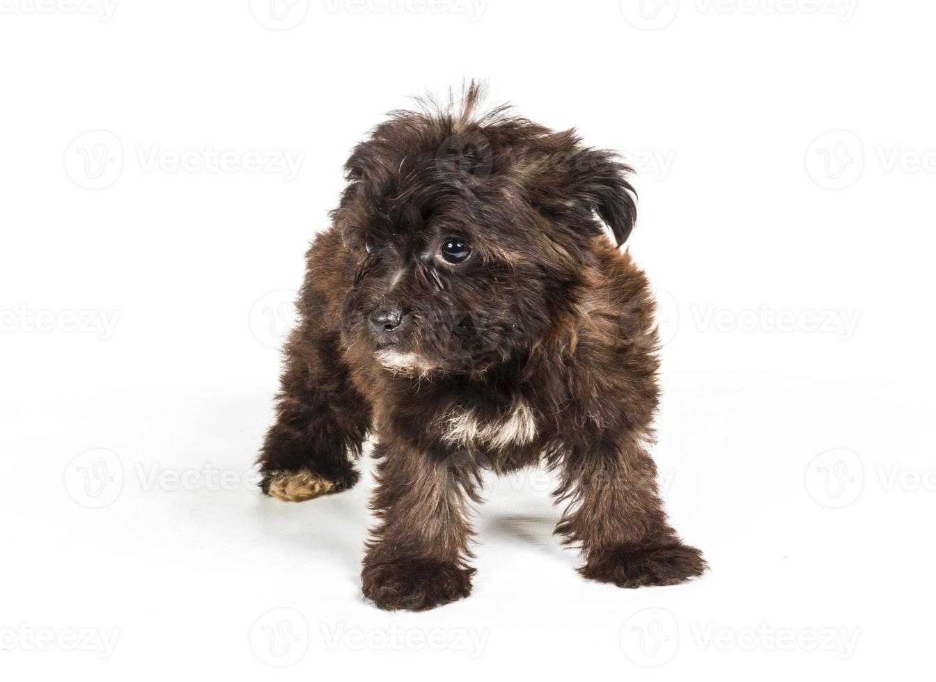 puppy yorkshire terrier op de witte achtergrond foto