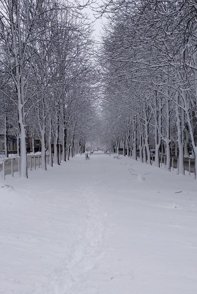 winter straat met met sneeuw bedekt bomen en banken. winter steeg foto