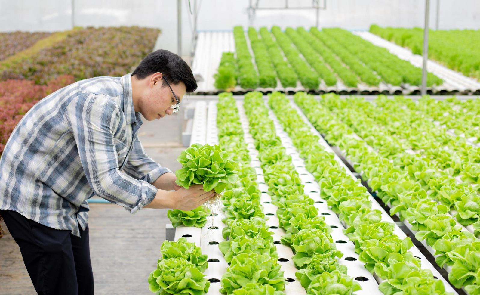 tuinman groeiende sla foto