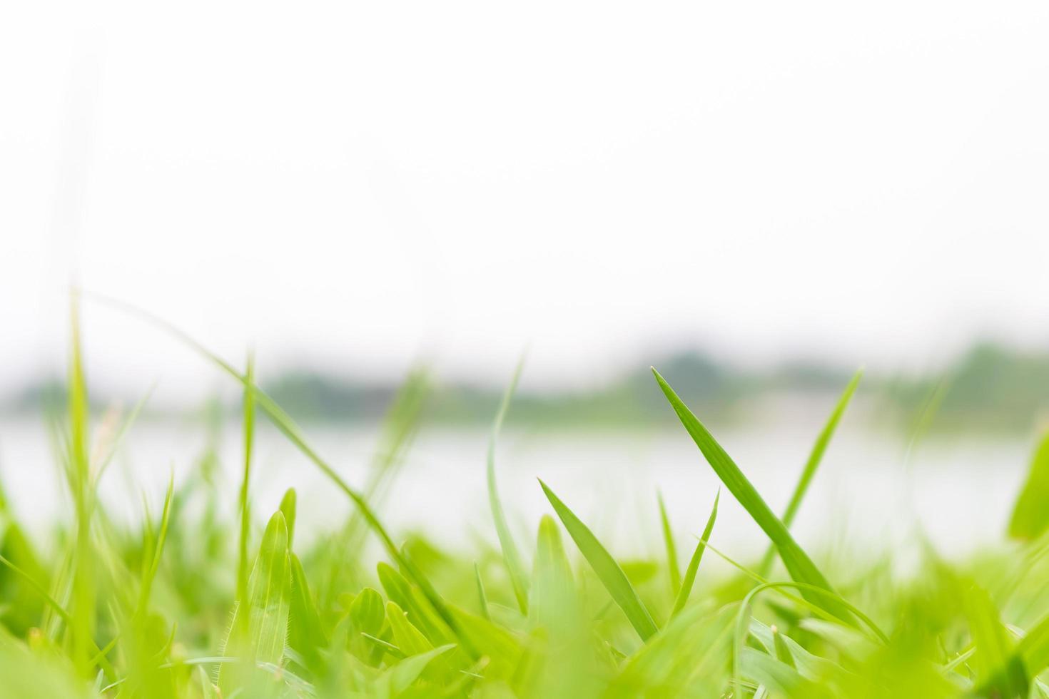 close-up van met gras begroeid groen veld foto