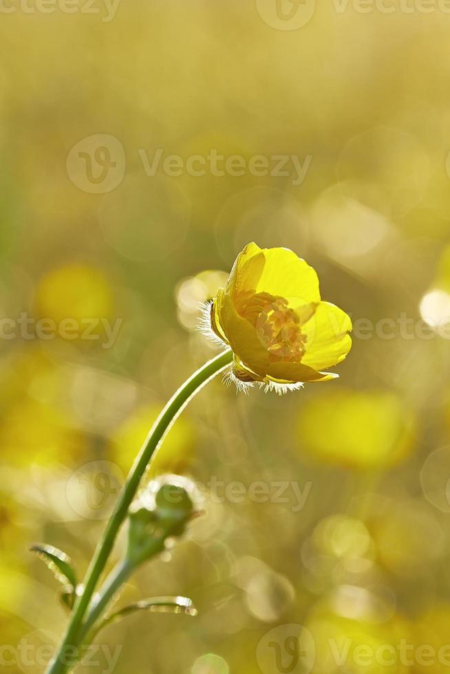klein boterbloem bloem foto
