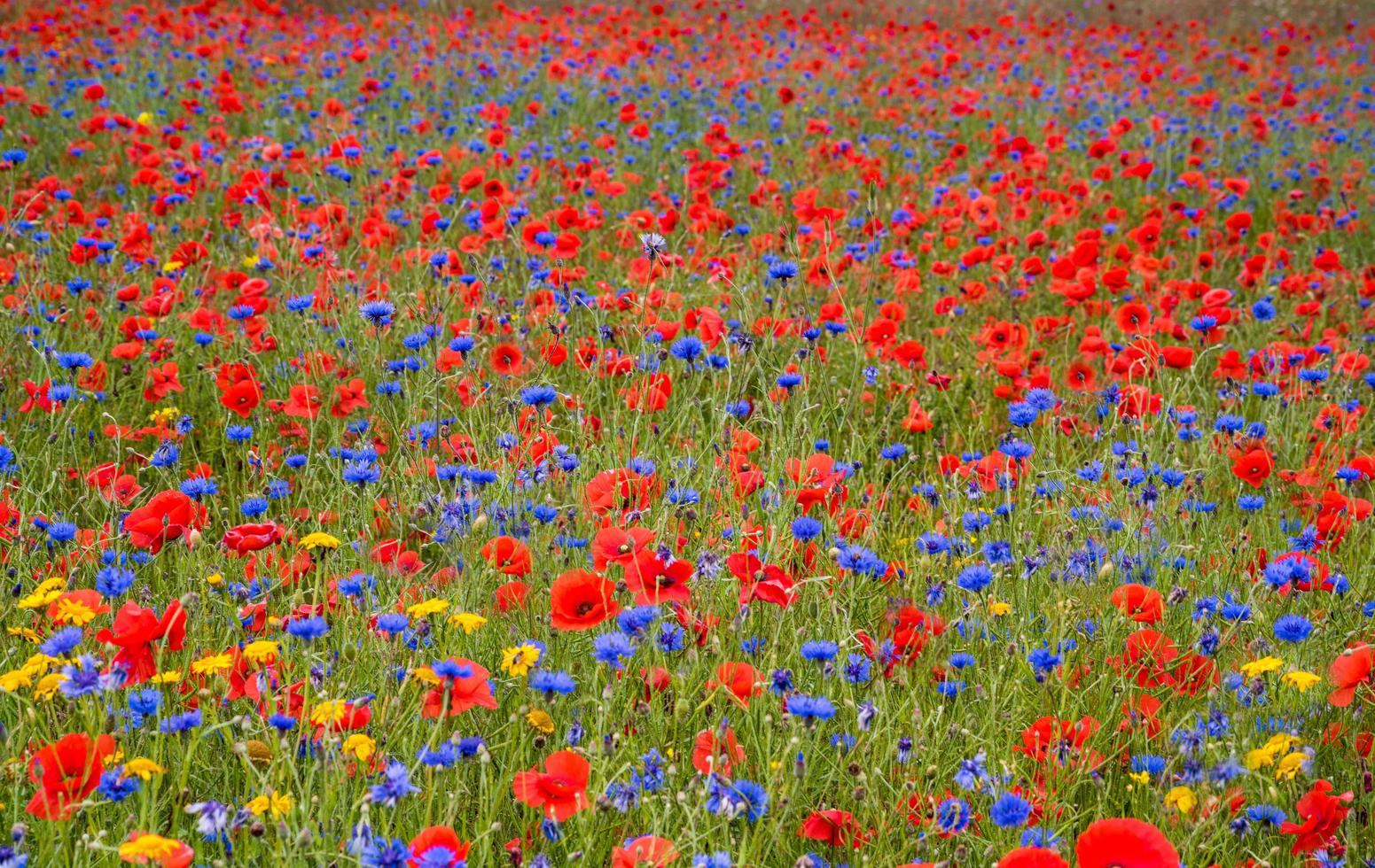 gebied van wilde bloemen foto