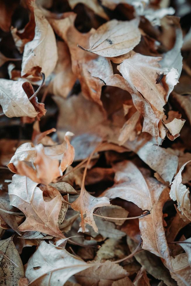 stapel herfstbladeren foto