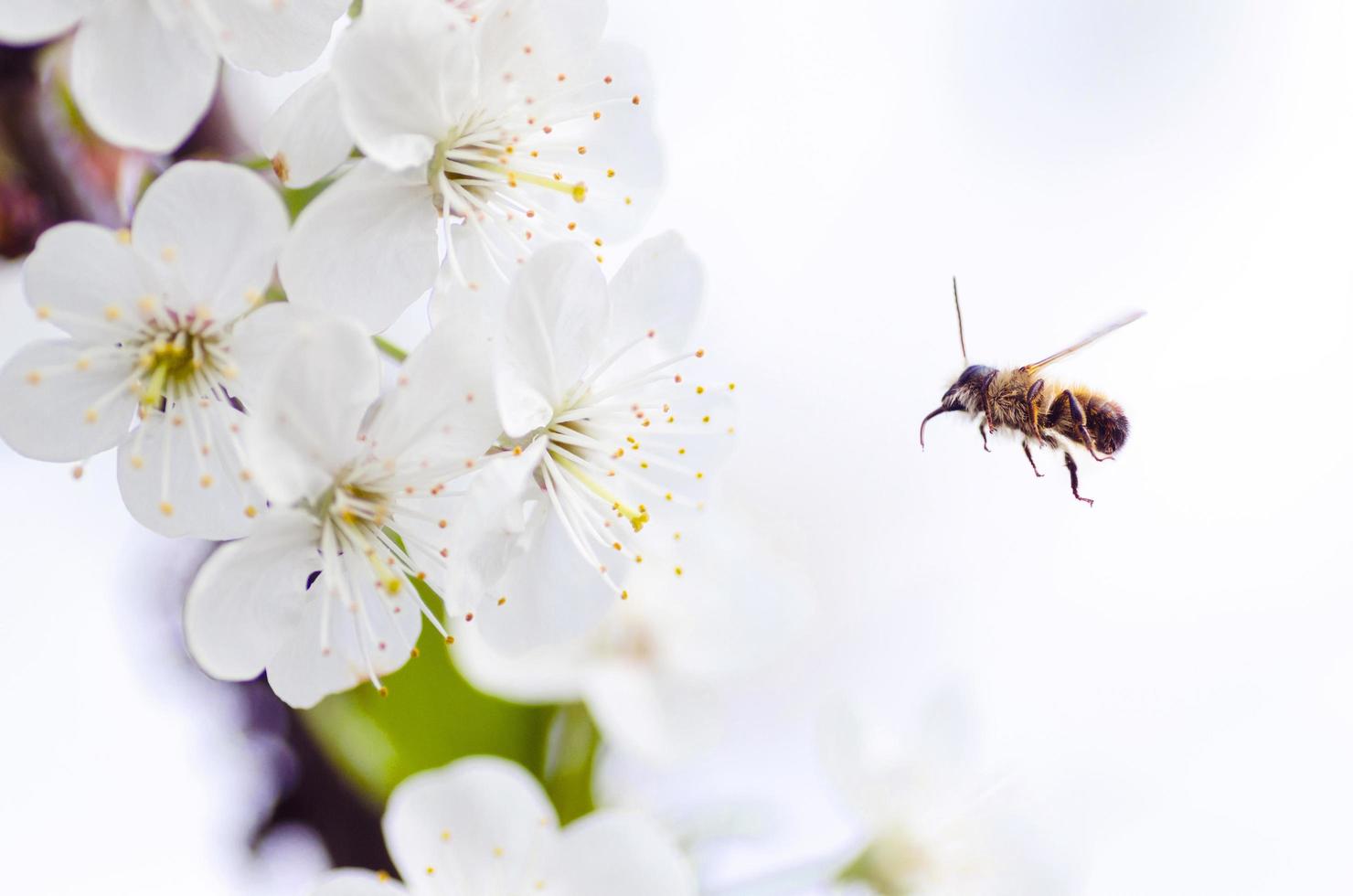 bijen vliegen naar bloemen foto