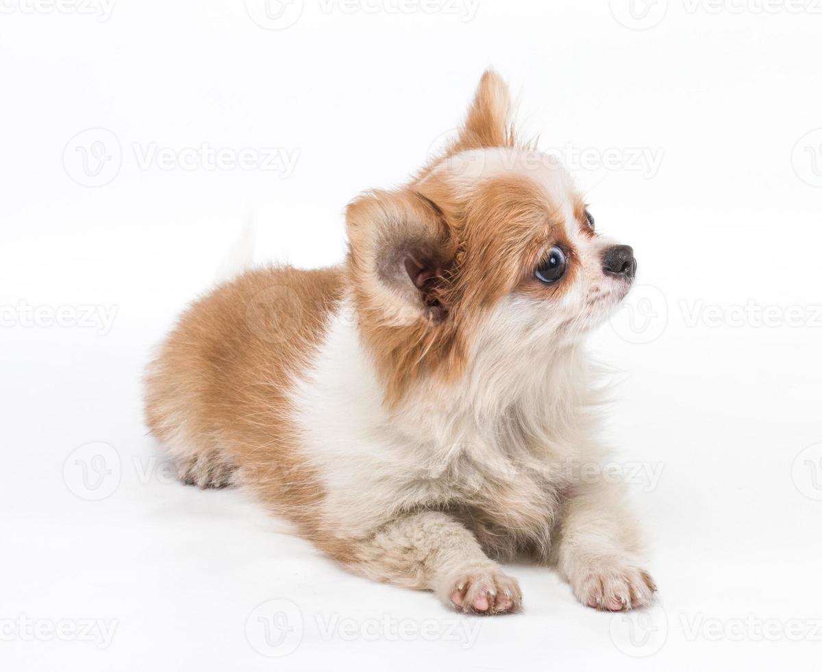 grappige puppy chihuahua poseert op een witte achtergrond foto