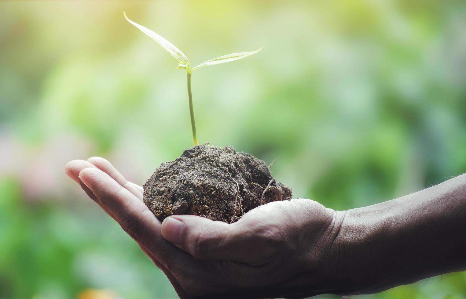 een hand met zaailing op natuurlijke groene achtergrond foto