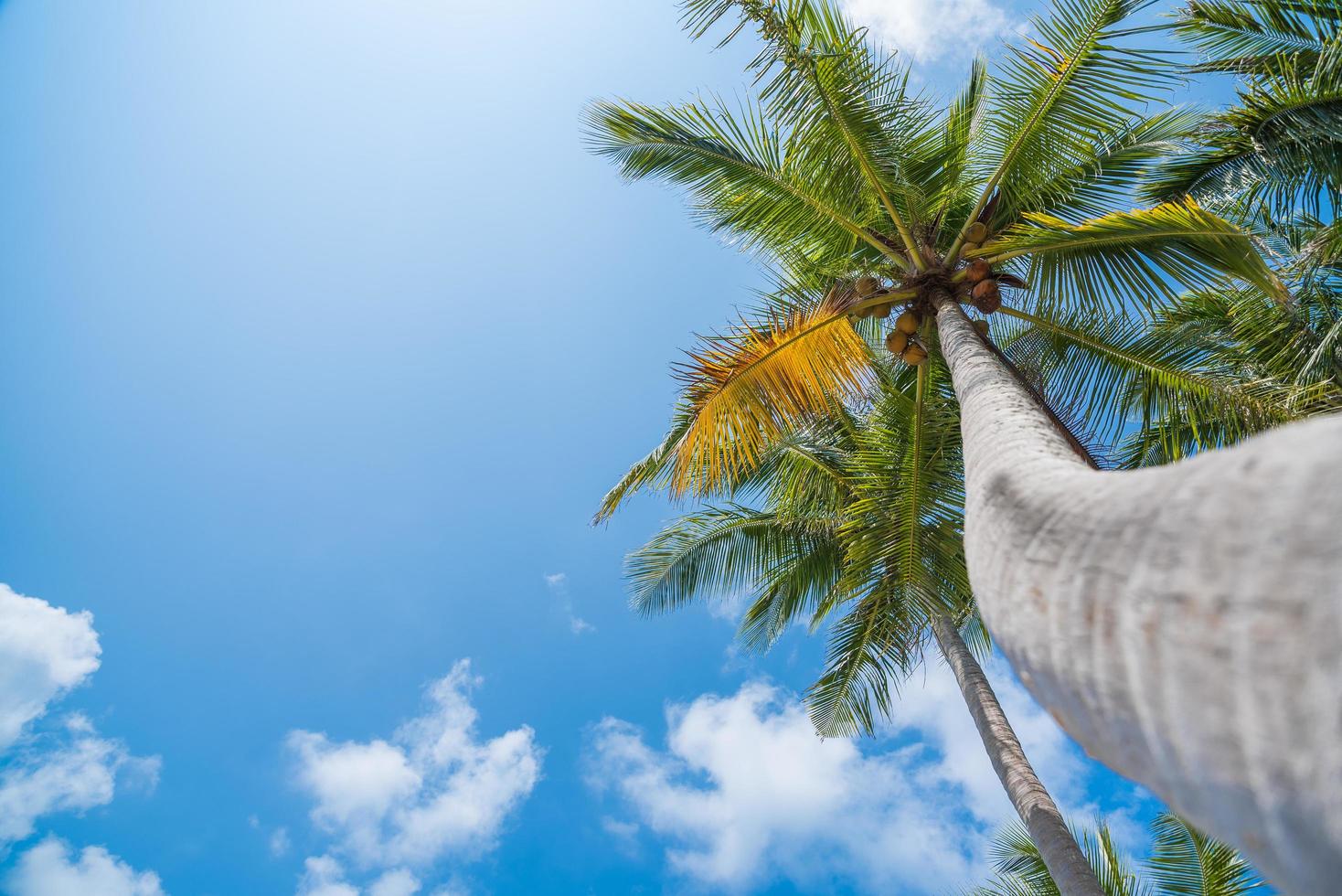 palmbomen en blauwe hemel foto