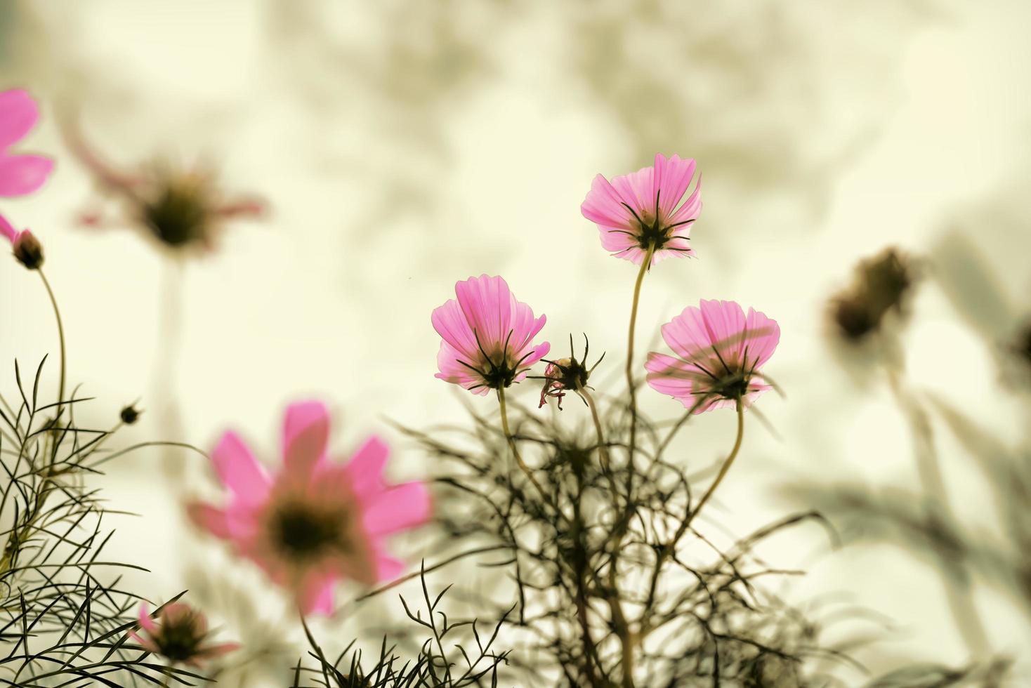 roze kosmosbloemen foto