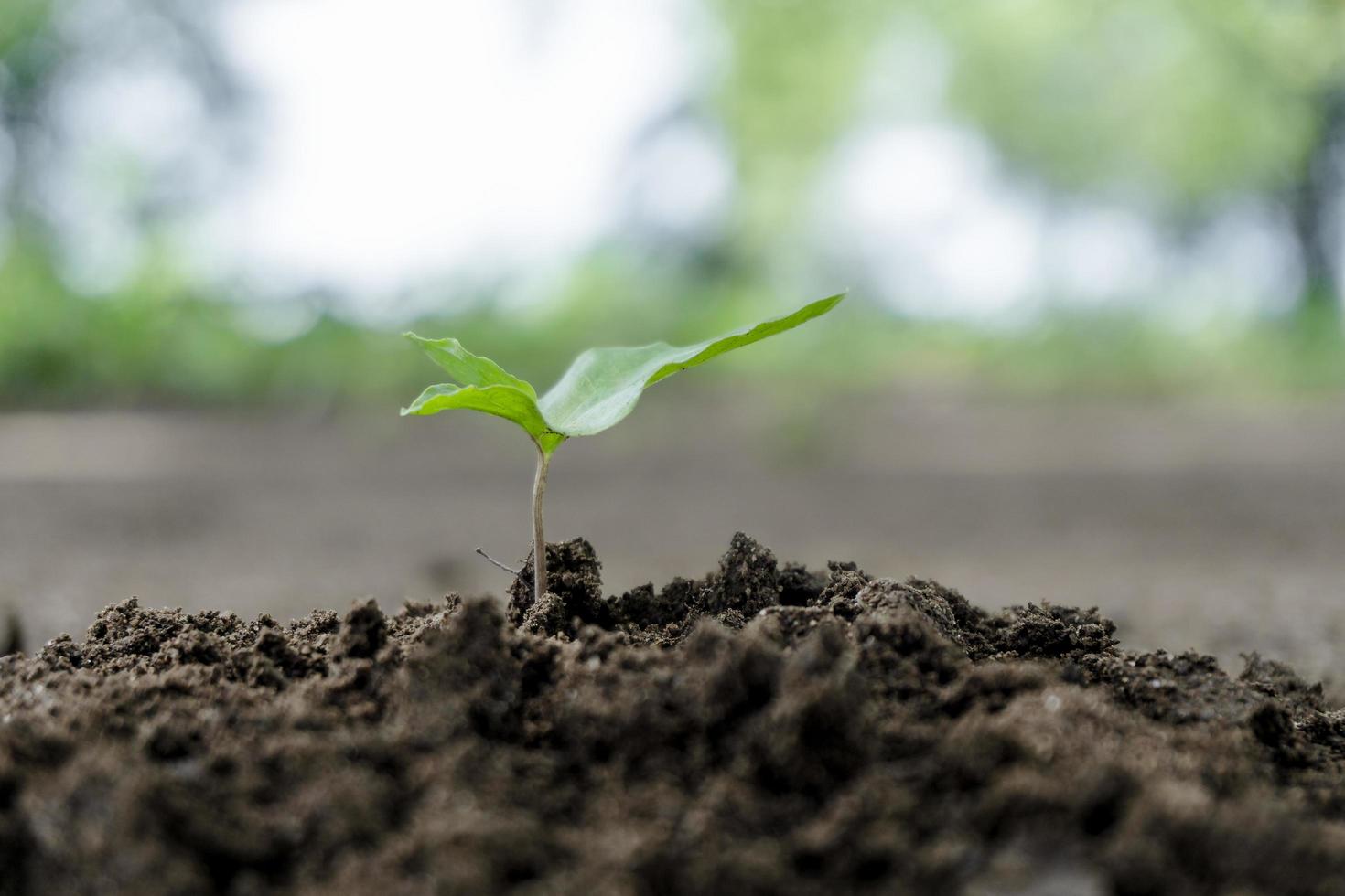 plant ontspruit uit de grond in de tuin foto