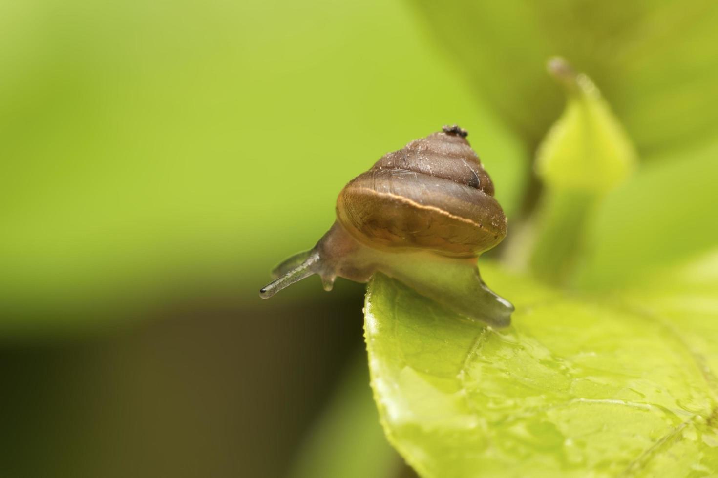 slak op groen blad foto