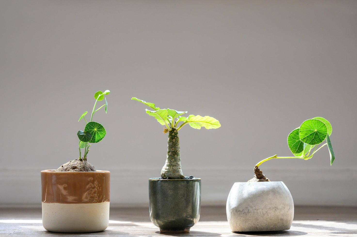 stephania erecta en dorstenia planten in het zonlicht foto