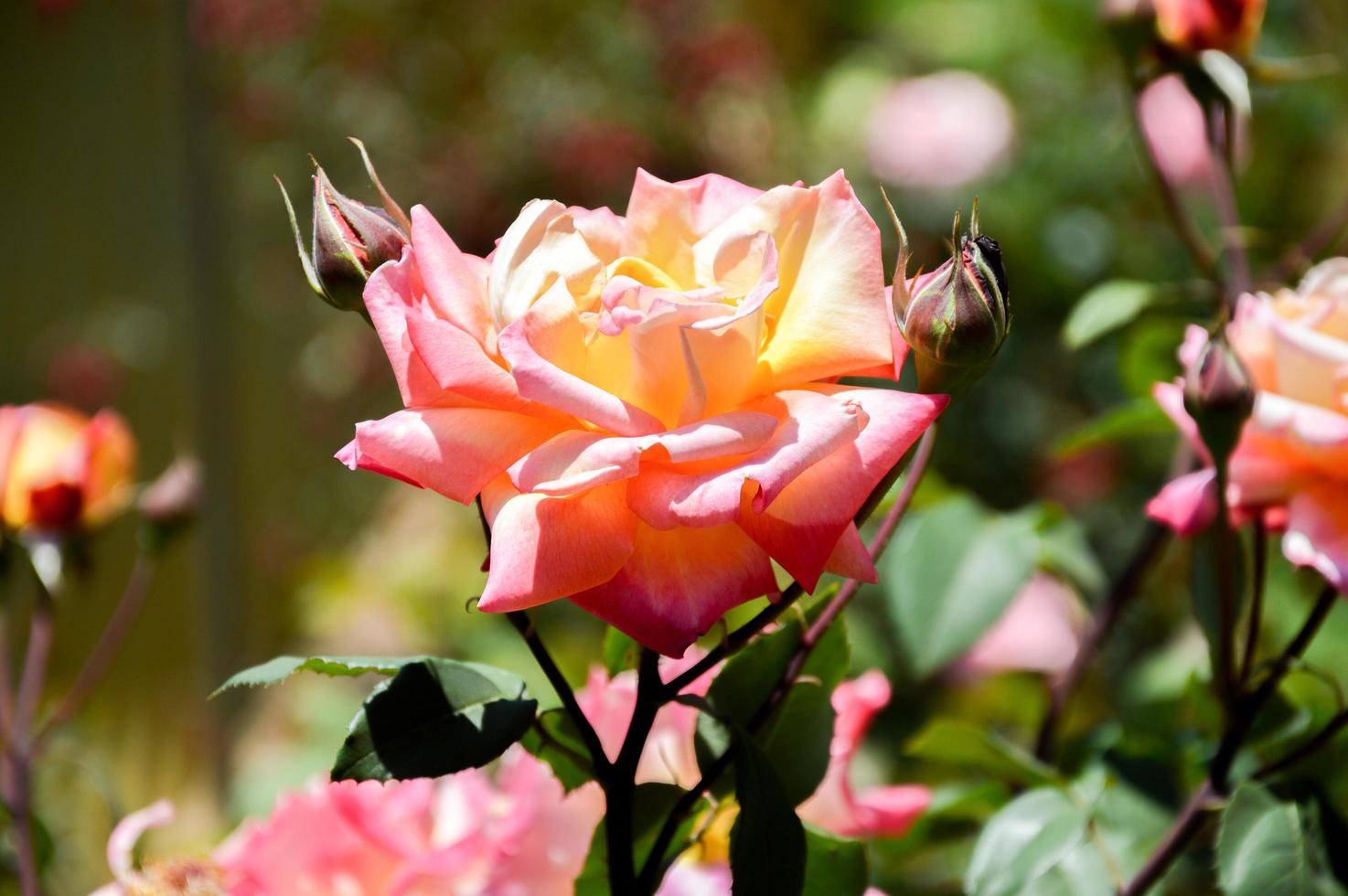 roze roos in zonlicht foto