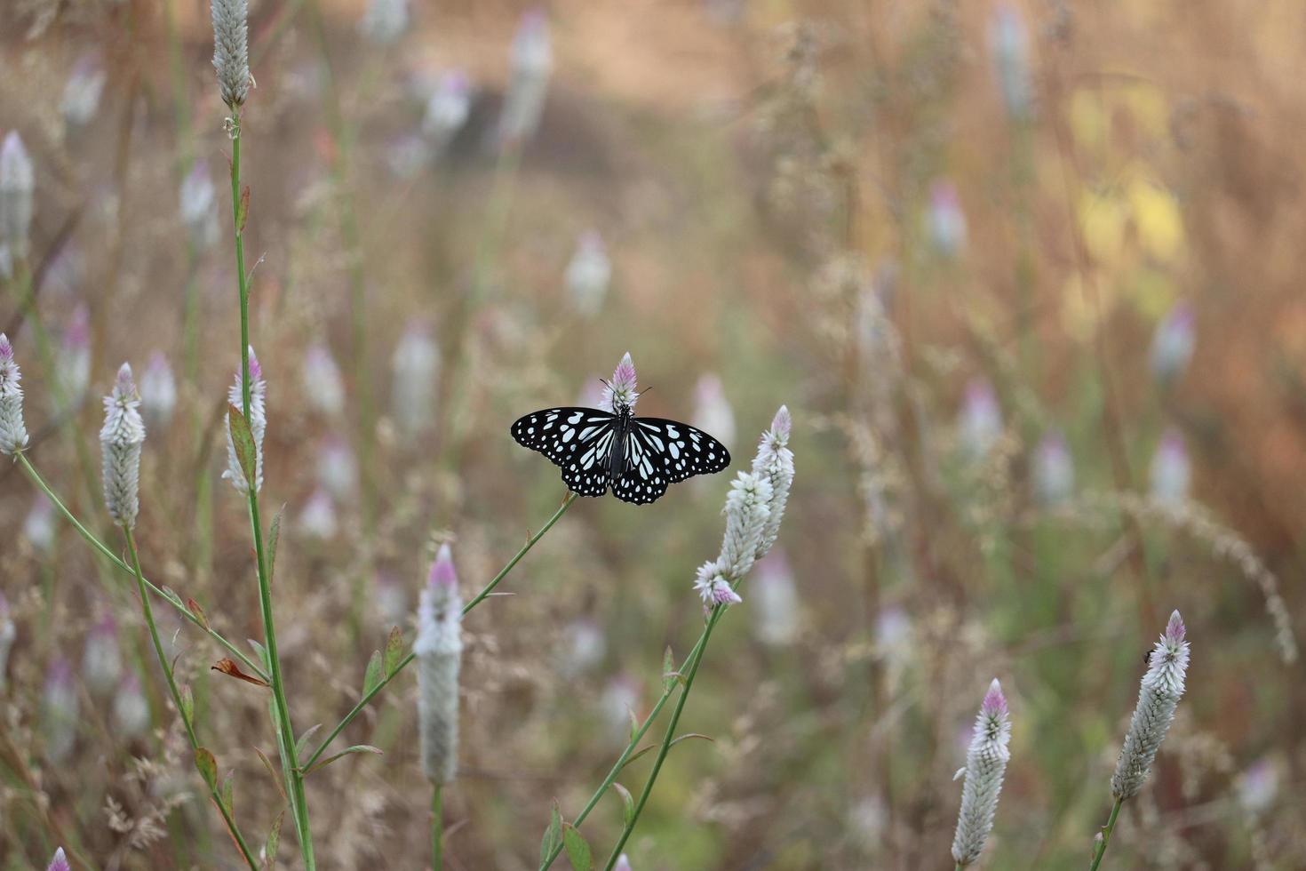 vlinder op plant in veld foto