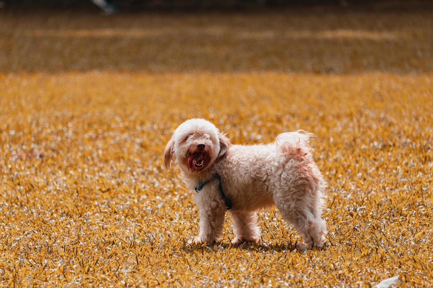kleine hond die zich over gras bevindt foto