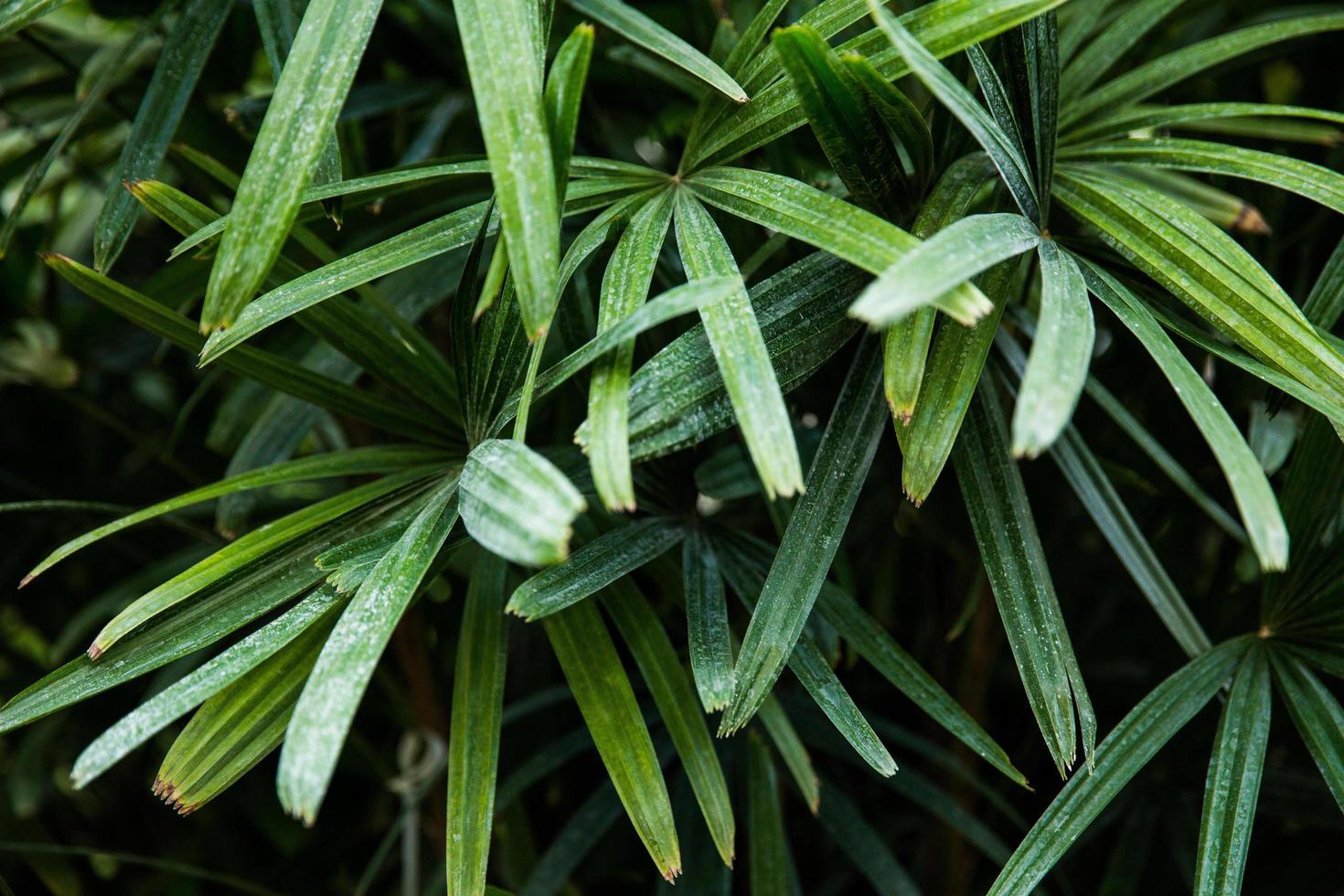 groene palmboom foto