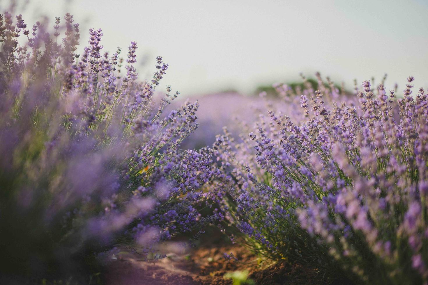 gebied van lavendel foto
