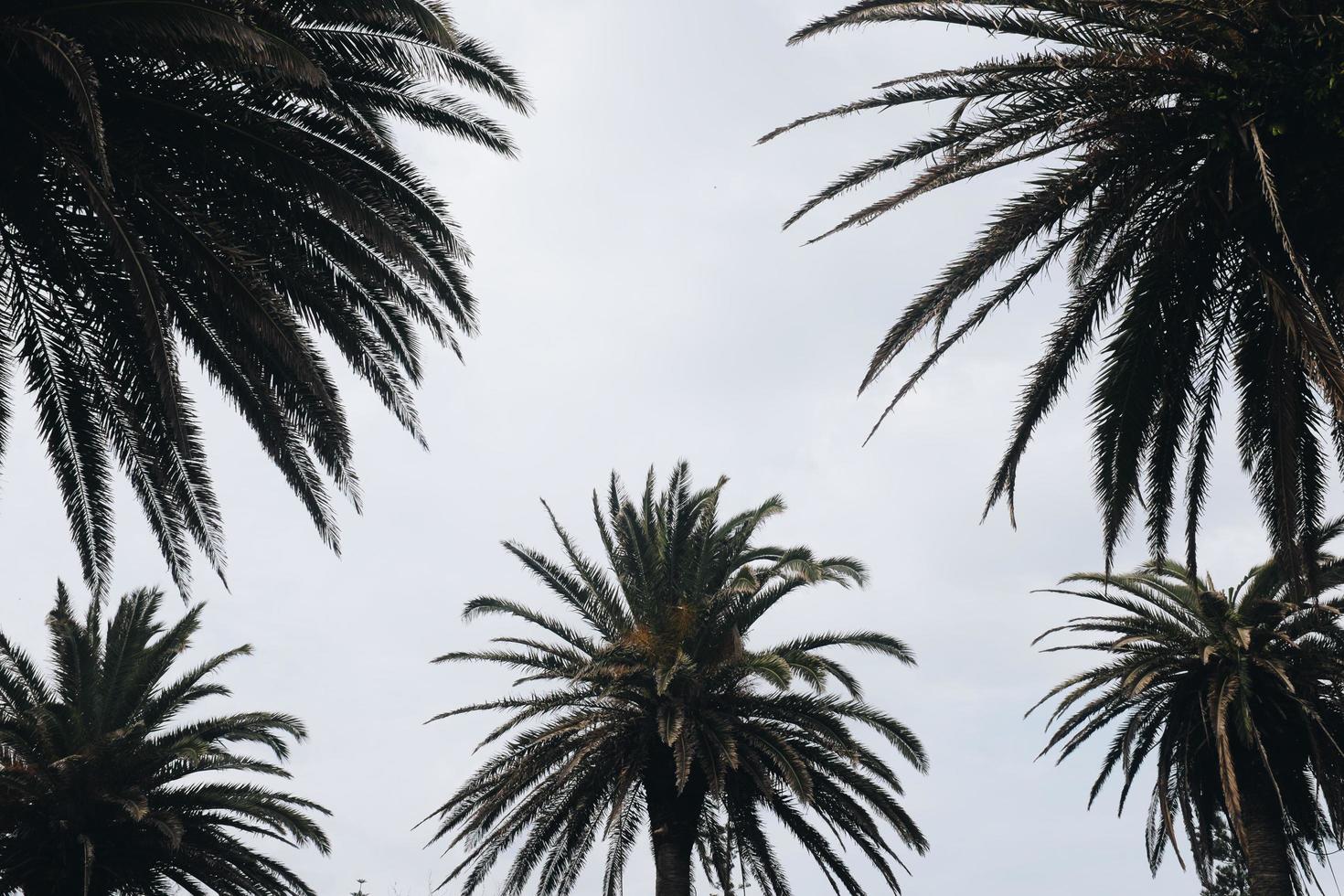 tropische palmbomen foto