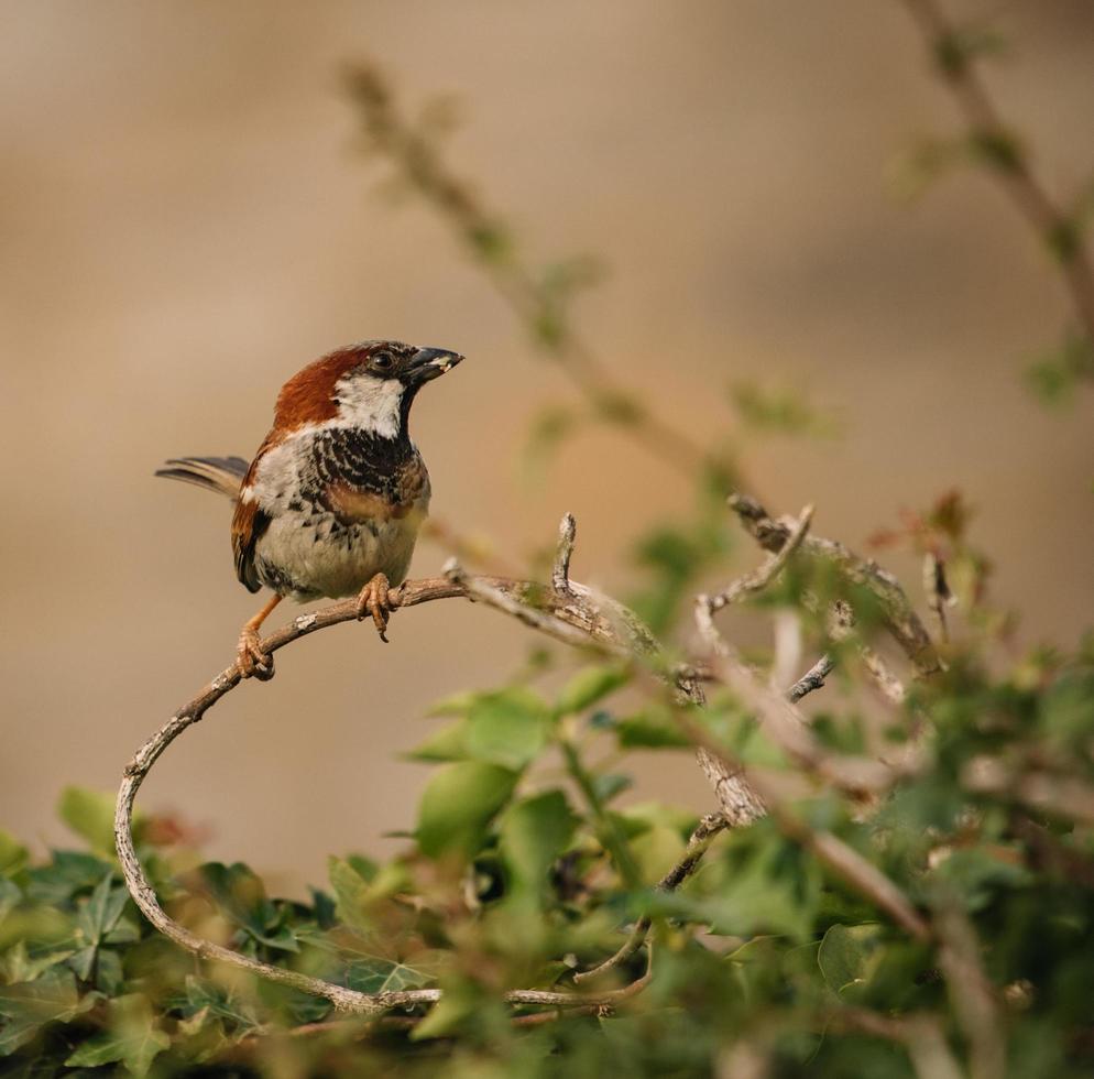 vogel zat op takjes foto