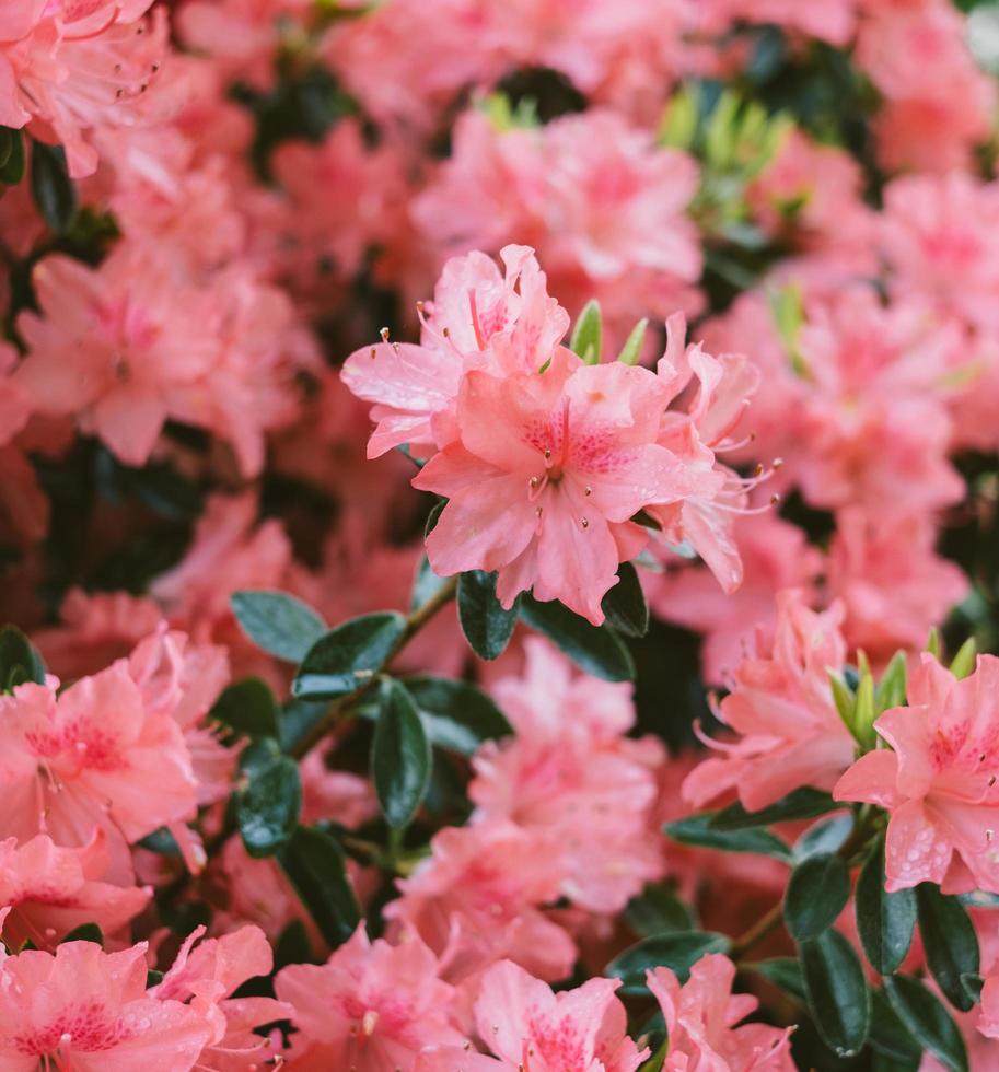 roze bloemen in tilt shift lens foto