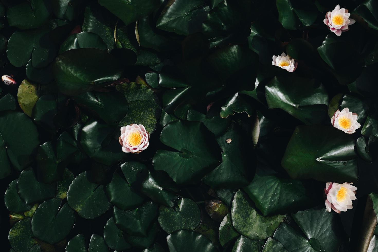 witte lotusbloem foto