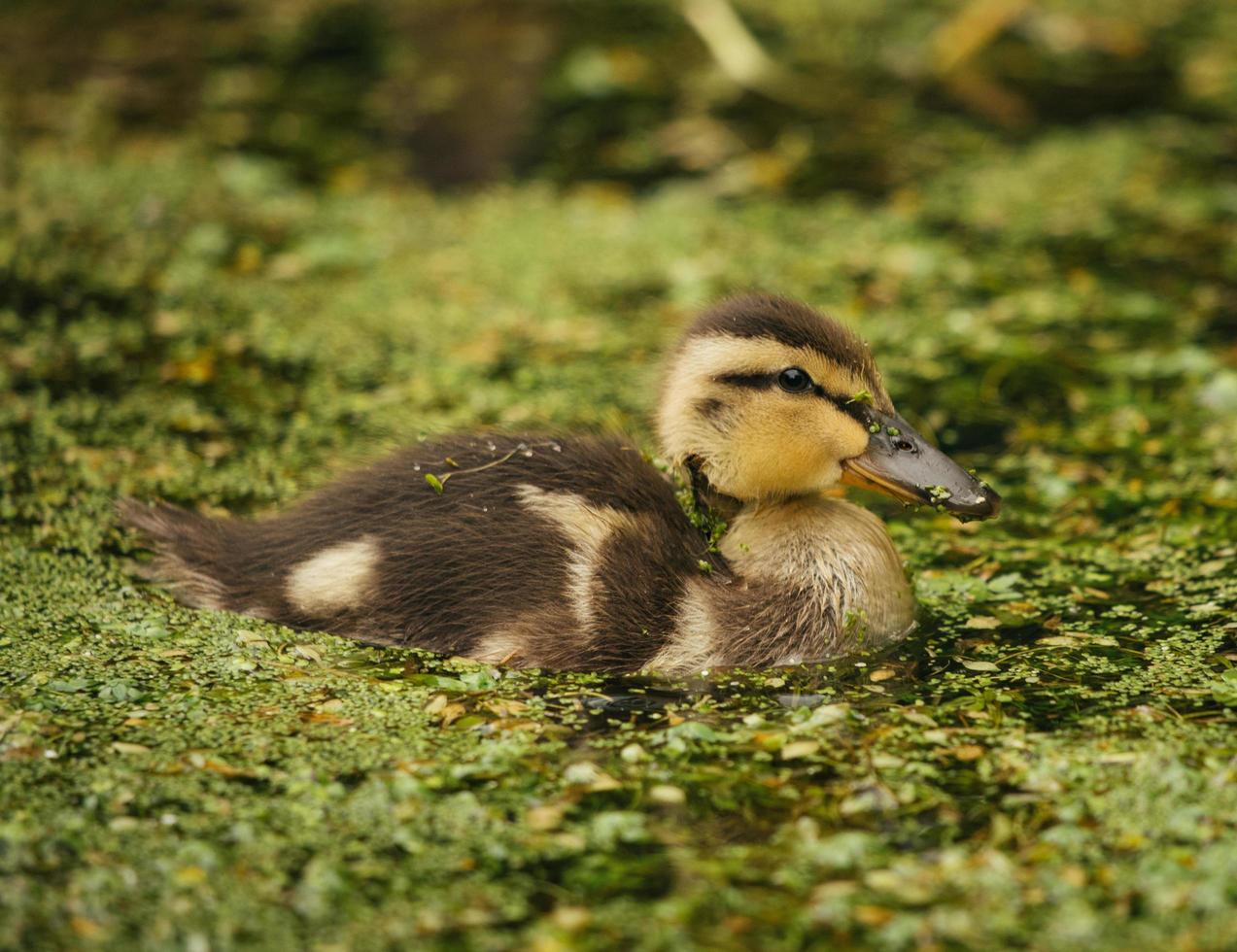 bruine en zwarte eend foto