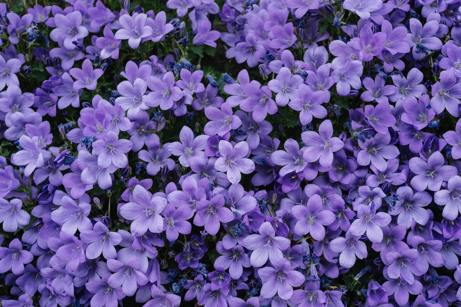 een veld van paarse bloemen foto