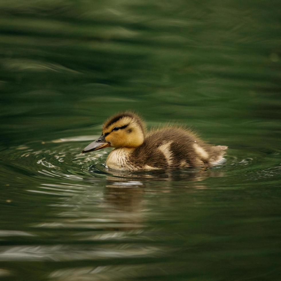 bruine eend zwemt in water foto