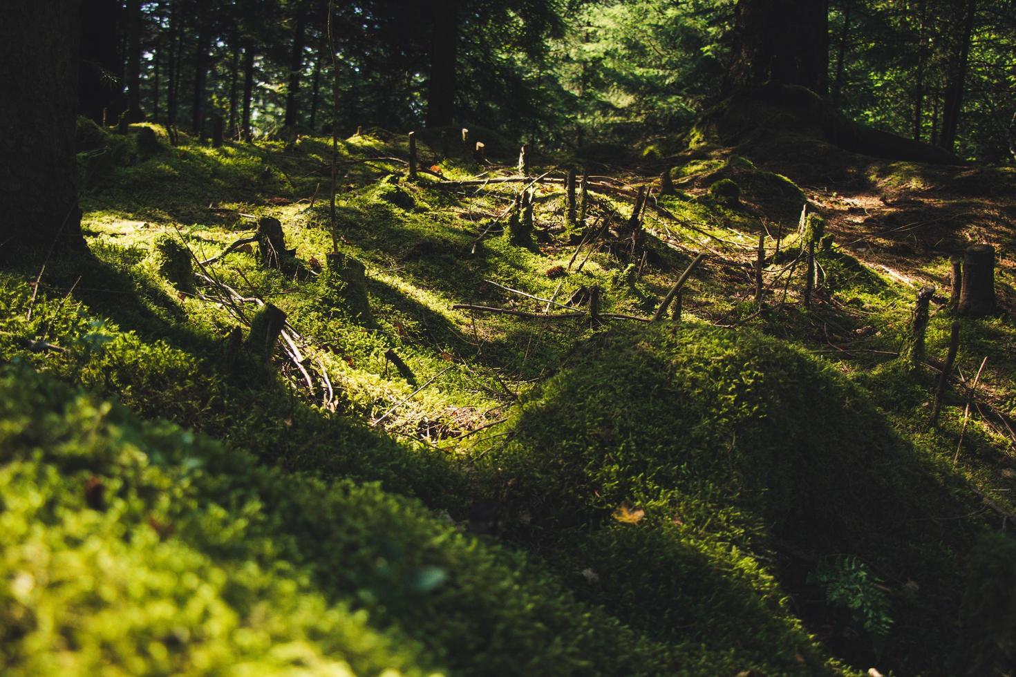 groen gras in de zon foto