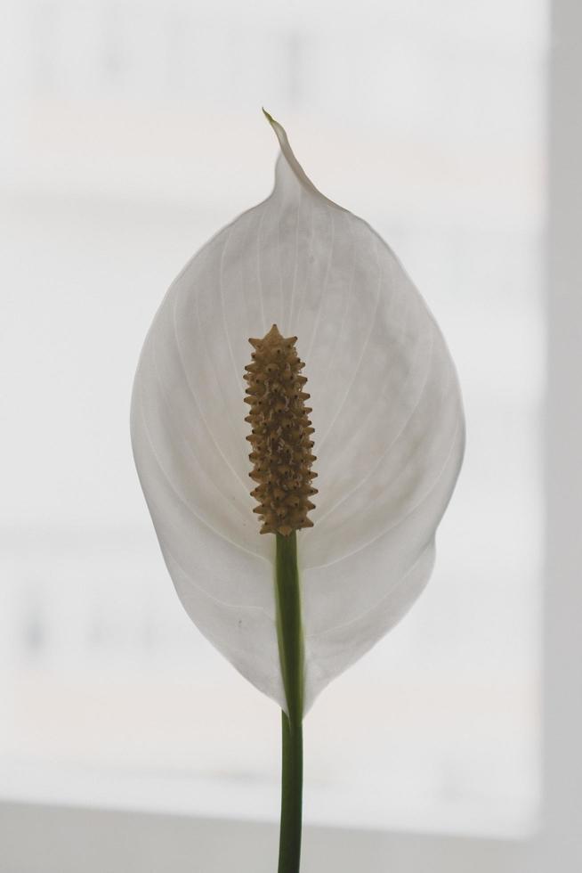 witte petaled bloem foto