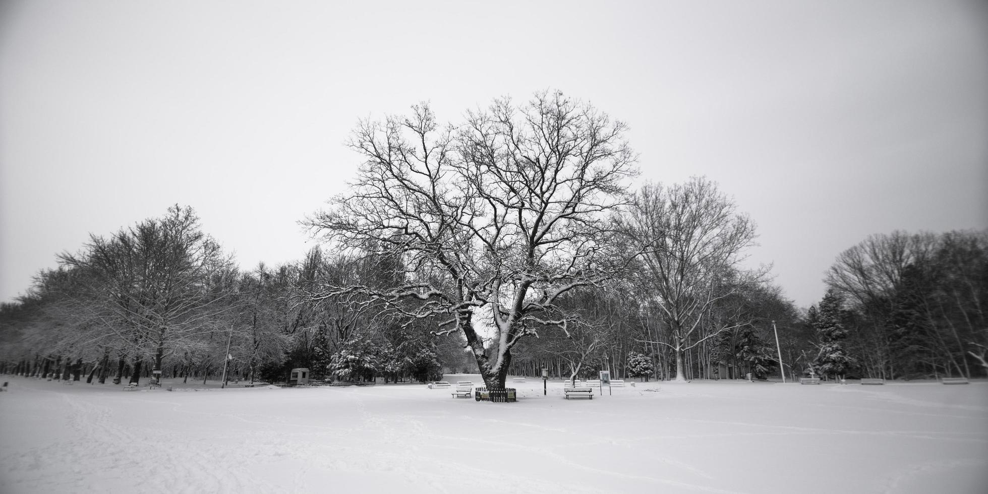 grijswaardenfoto van boom foto